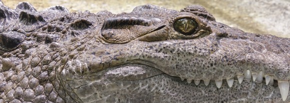 crocodile-1660537_960_720